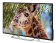 Картинка Телевизор LED PolarLine 50" 50PU11TC-SM черный 4K Ultra HD 50Hz DVB-T DVB-T2 DVB-C WiFi Smart TV (RUS) от магазина РЭССИ Телевизор LED PolarLine 50" 50PU11TC-SM черный 4K Ultra HD 50Hz DVB-T DVB-T2 DVB-C WiFi Smart TV (RUS) от магазина РЭССИ