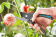 Секатор контактный Gardena B/M средний черный/синий (08904-20.000.00) от магазина РЭССИ