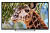 Телевизор LED PolarLine 50" 50PU11TC-SM черный 4K Ultra HD 50Hz DVB-T DVB-T2 DVB-C WiFi Smart TV (RUS) от магазина РЭССИ