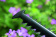 Кусторез Bosch EasyHedgeCut 55 (0600847C02) от магазина РЭССИ