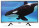 Картинка Телевизор LED Hyundai 24" H-LED24FT2001 черный HD 60Hz DVB-T DVB-T2 DVB-C DVB-S DVB-S2 USB (RUS) от магазина РЭССИ Телевизор LED Hyundai 24" H-LED24FT2001 черный HD 60Hz DVB-T DVB-T2 DVB-C DVB-S DVB-S2 USB (RUS) от магазина РЭССИ