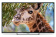 Картинка Телевизор LED PolarLine 50" 50PU11TC-SM черный 4K Ultra HD 50Hz DVB-T DVB-T2 DVB-C WiFi Smart TV (RUS) от магазина РЭССИ Телевизор LED PolarLine 50" 50PU11TC-SM черный 4K Ultra HD 50Hz DVB-T DVB-T2 DVB-C WiFi Smart TV (RUS) от магазина РЭССИ