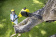 Картинка Высоторез Karcher PSW 18-20аккум. (1.444-010.0) от магазина РЭССИ Высоторез Karcher PSW 18-20аккум. (1.444-010.0) от магазина РЭССИ